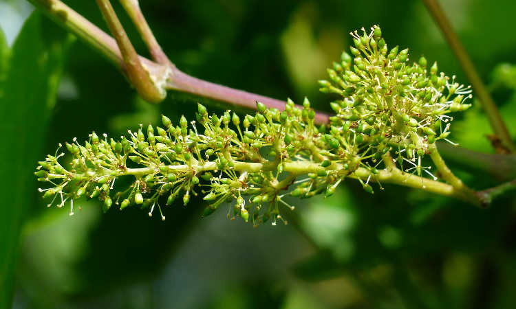 Grape inflorescence