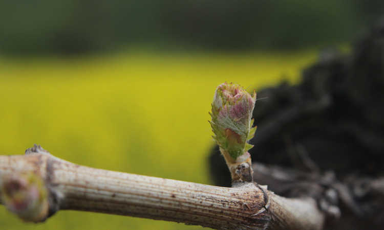 Bud break