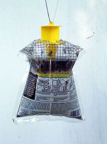 Disposable wasp trap