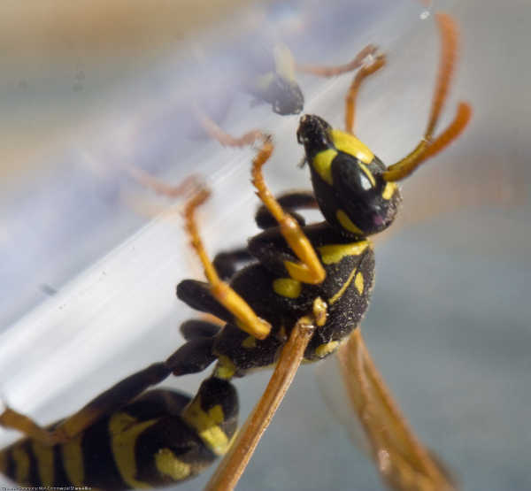 Wasp inside trap