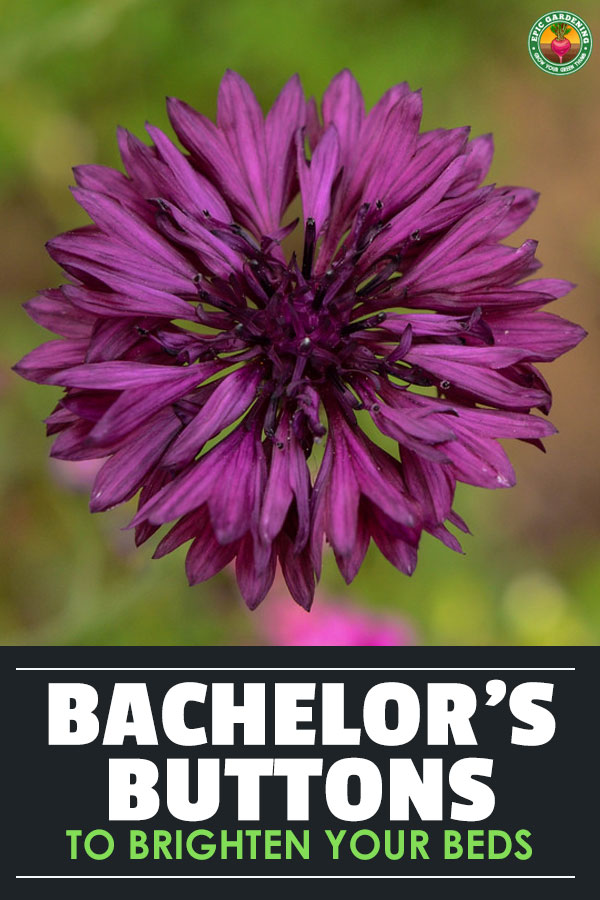 Looking for easy flowers? Bachelor buttons will provide you with a range of shades from cornflower blue to pinks and purples! Our growing guide shows you how!