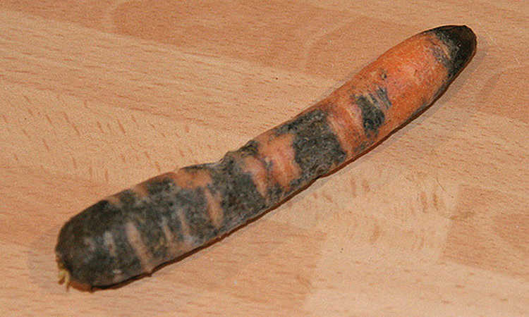 black rot on carrot
