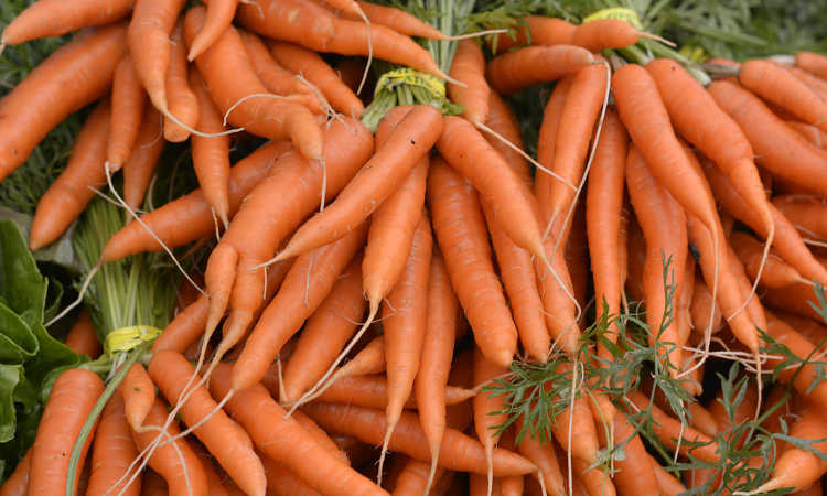 Bunches of carrots
