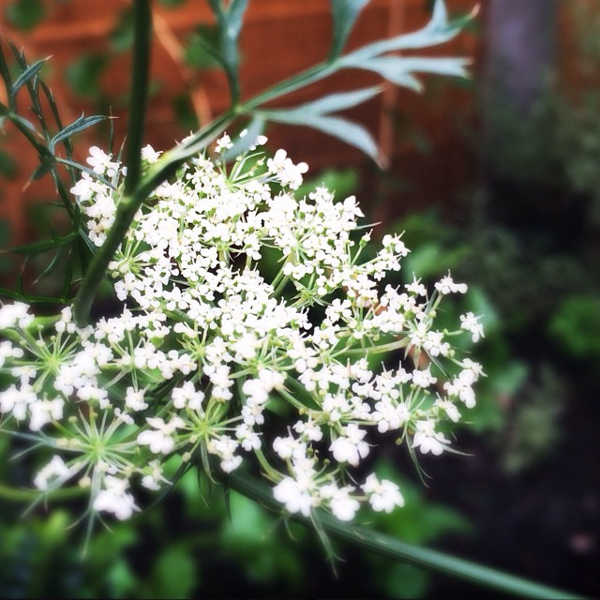 Carrot flowers