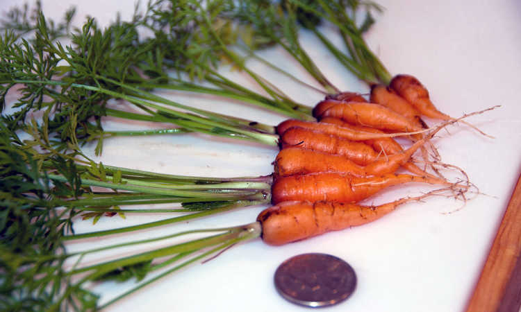 carrot harvest