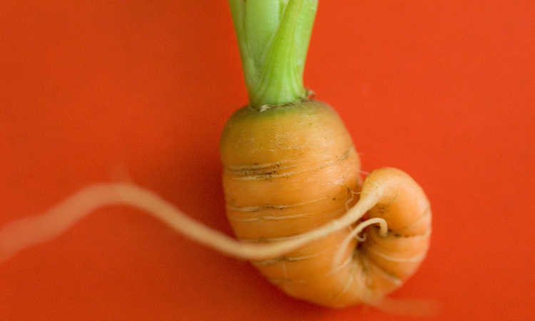 Carrot loop
