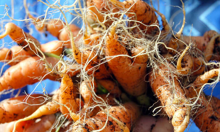 carrots from below