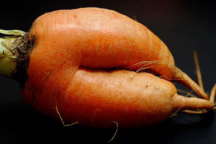 forked carrot