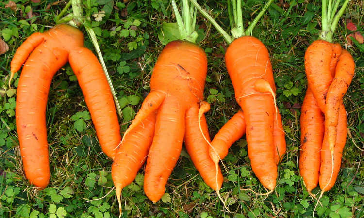 forked carrots