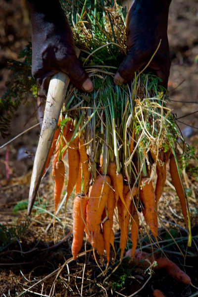freshly harvested carrots