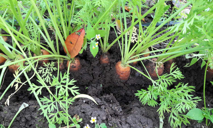 harvesting carrots