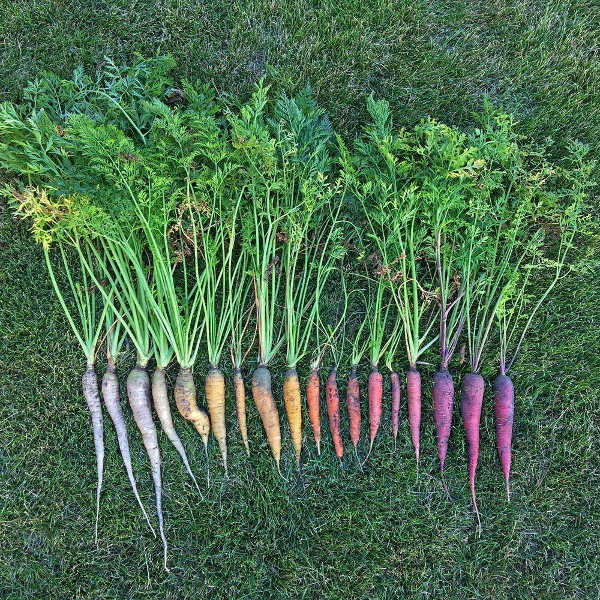 multiple colors of carrots