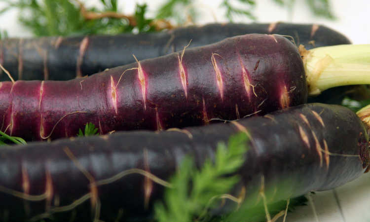purple carrots
