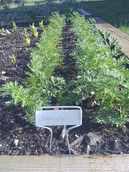 row of carrots