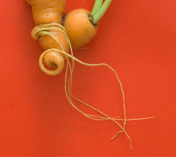 twined carrots