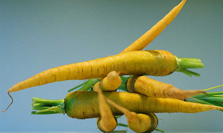 yellow carrots