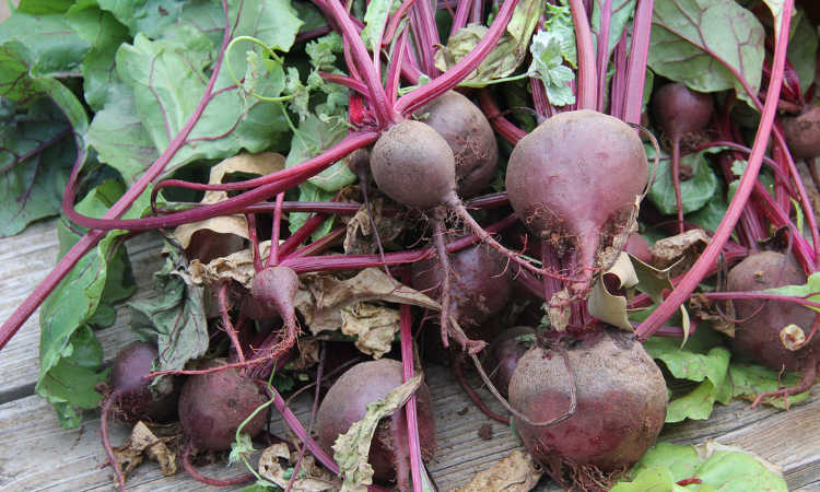 beets and greens