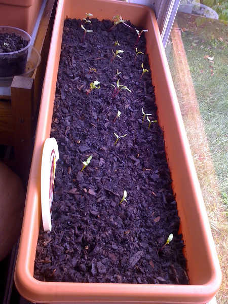 beet seedlings