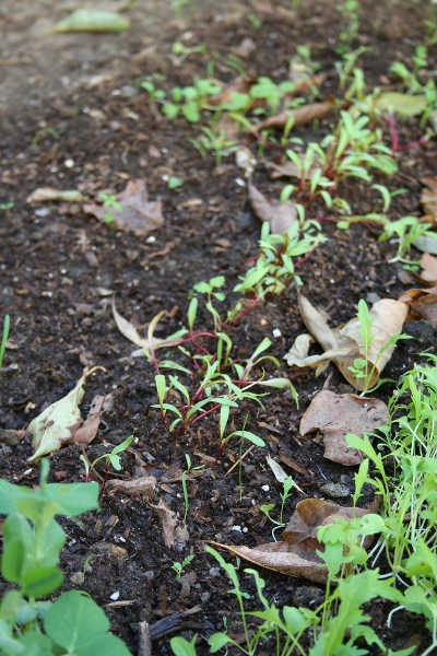 beet seedlings before thinning