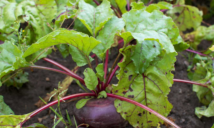 beet with cercospora leaf spot