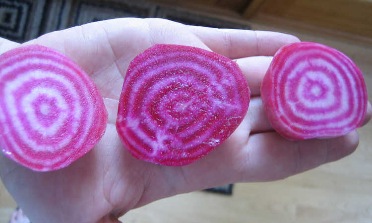 chioggia beets