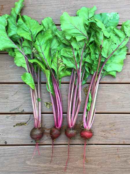 fresh beets