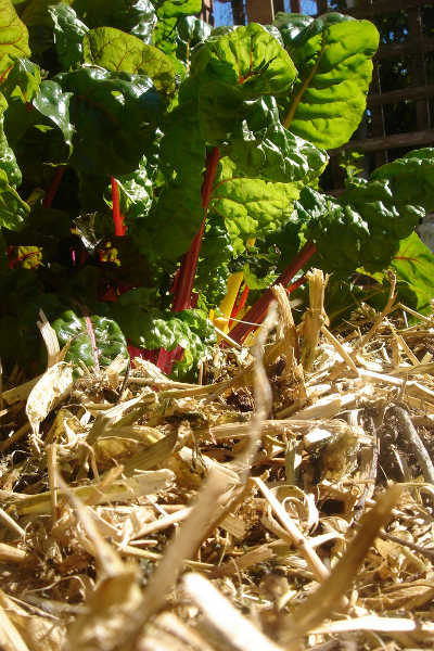 mulched beet