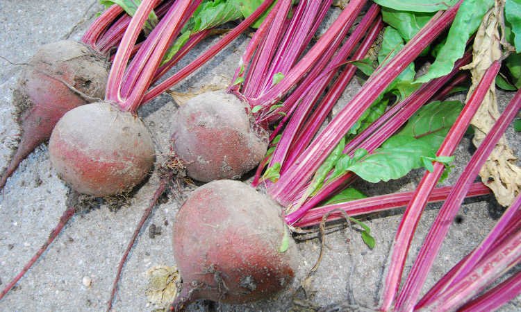 red beets