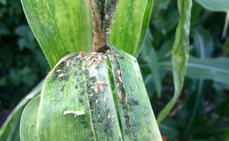 maize leafhoppers and aphids