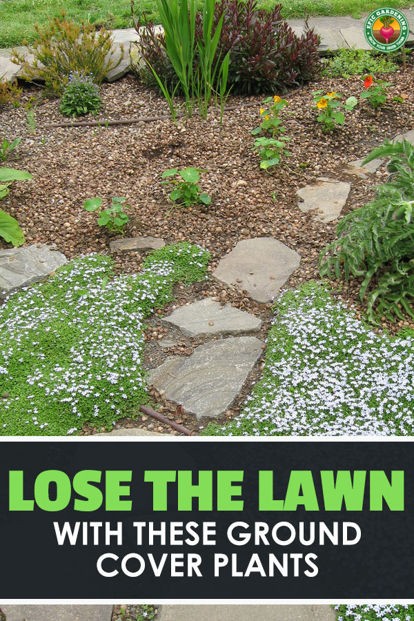 Ready to kick the grass habit? Ditch your lawn for a delightful selection of ground cover plants. Our guide shows you where to begin!