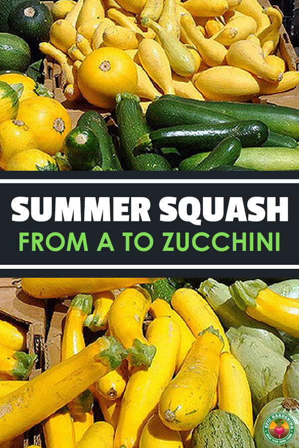 Bountiful harvests can be yours when growing summer squash! Get a list of summer squash types here & everything you need to know for growing.
