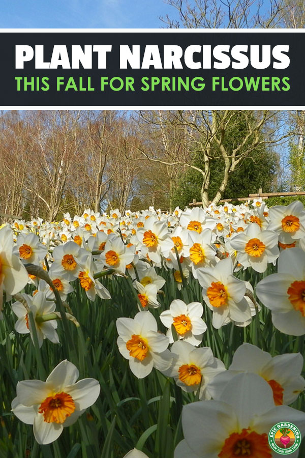 Narcissus flowers are beautiful, low maintenance plants. We've shared our best daffodil care tips here and will provide a full growing guide!