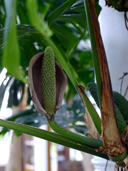 Monstera deliciosa flower