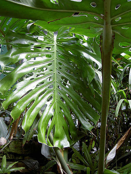 Monstera deliciosa leaf shape