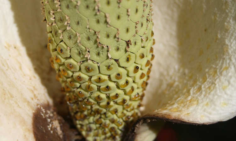 Monstera spadix and spathe