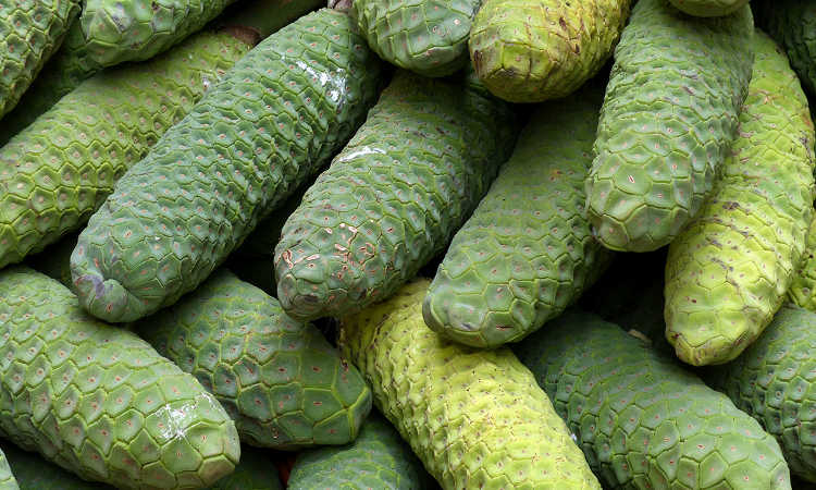 Monsterio fruit