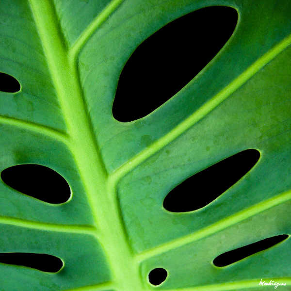 Monster plant leaf closeup