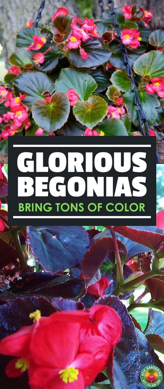 With thousands of begonias to choose from, growing them seems daunting. Our complete growing guide shows you the top tips for healthy plants!