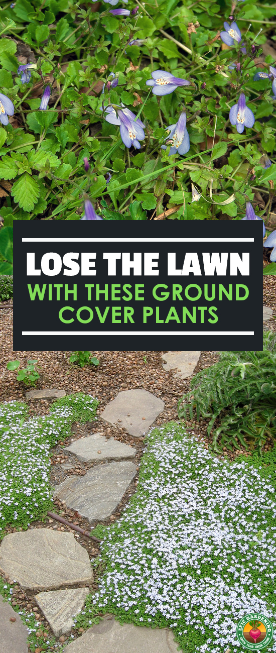 Ready to kick the grass habit? Ditch your lawn for a delightful selection of ground cover plants. Our guide shows you where to begin!