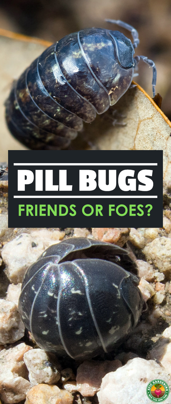 Whether you call them roly poly bugs or pill bugs, these little critters are nature's garbage disposal. But are they good guests in the yard?