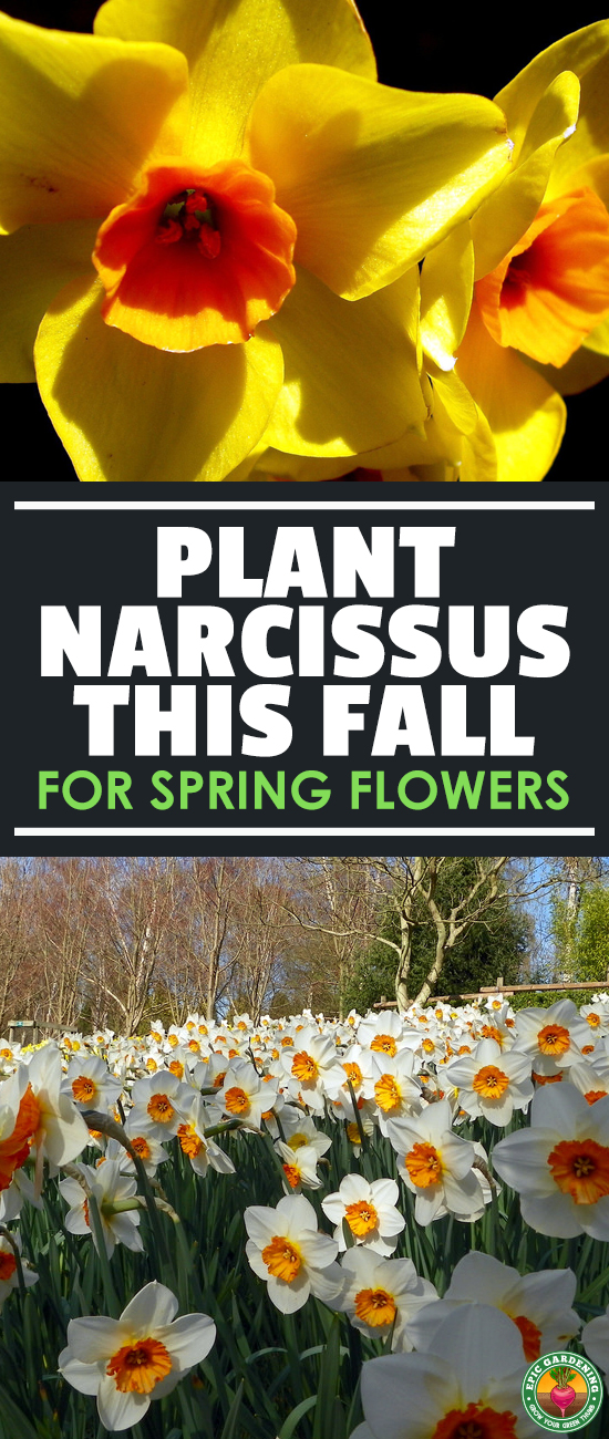 Narcissus flowers are beautiful, low maintenance plants. We've shared our best daffodil care tips here and will provide a full growing guide!