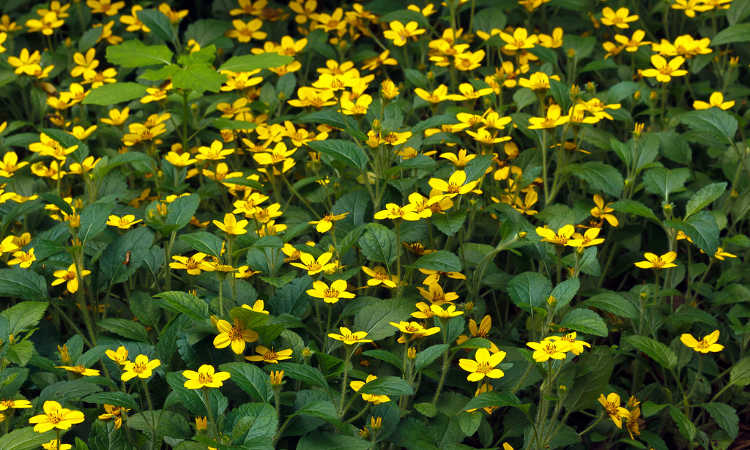 Chrysogonum virginianum