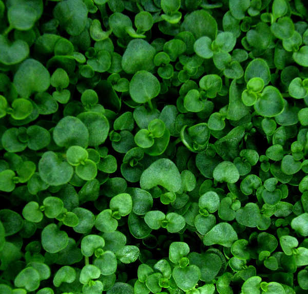 Corsican mint