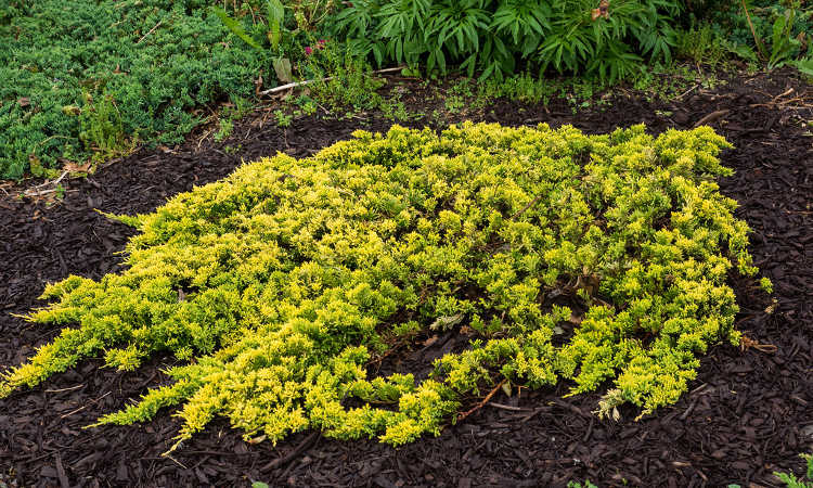 Creeping juniper, variety 'Mother Lode'