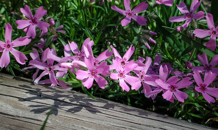 Creeping phlox