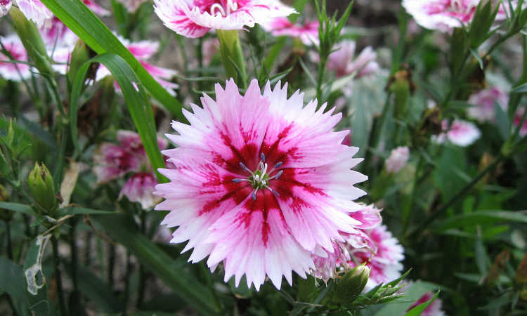 Dianthus