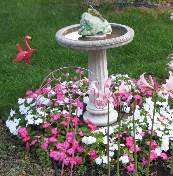 Dwarf impatiens