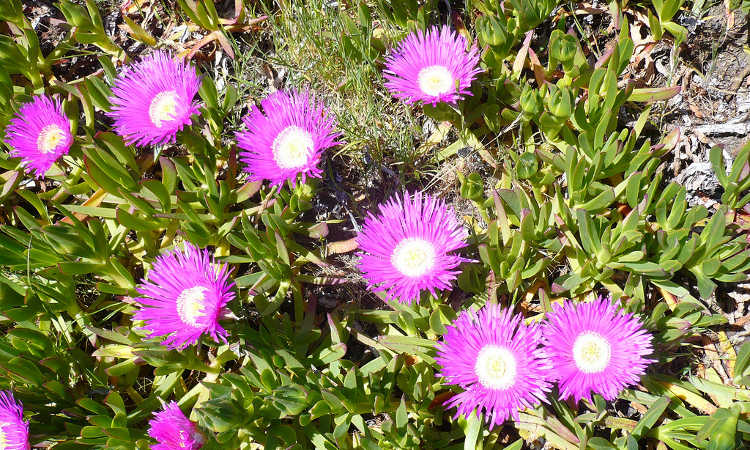 Ice plant