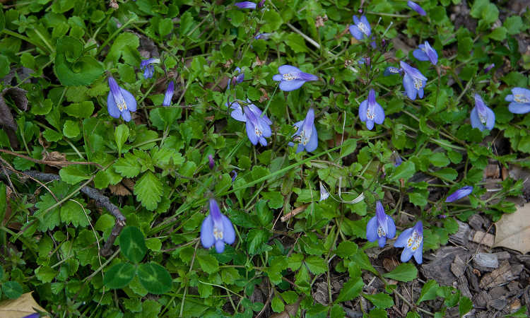 Mazus reptans