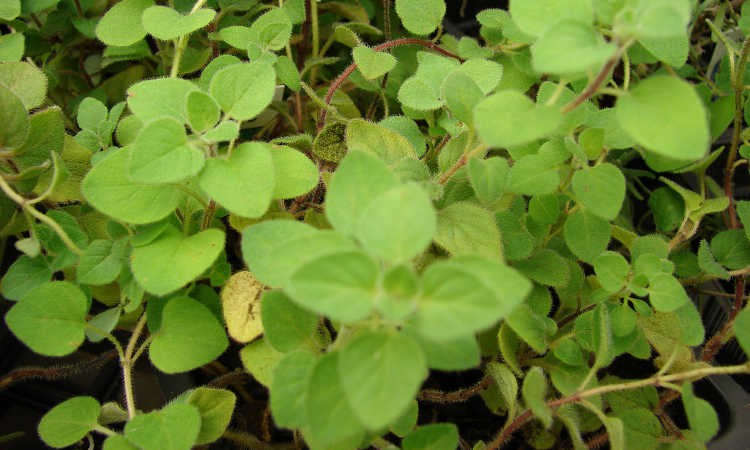 Origanum vulgare subsp hirtum